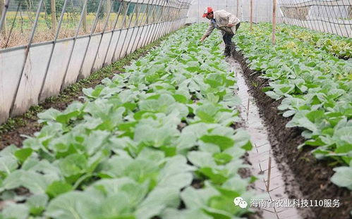 溫多雨天氣下蔬菜種植管理的綜合措施