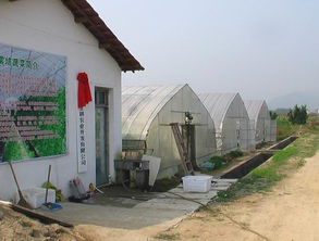 新農業 新農民 豆芽菜引領下的綠色革命正走進廣袤鄉村
