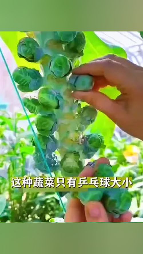 這種甘藍你吃過嗎？——家庭種植優質農產品的實用指南